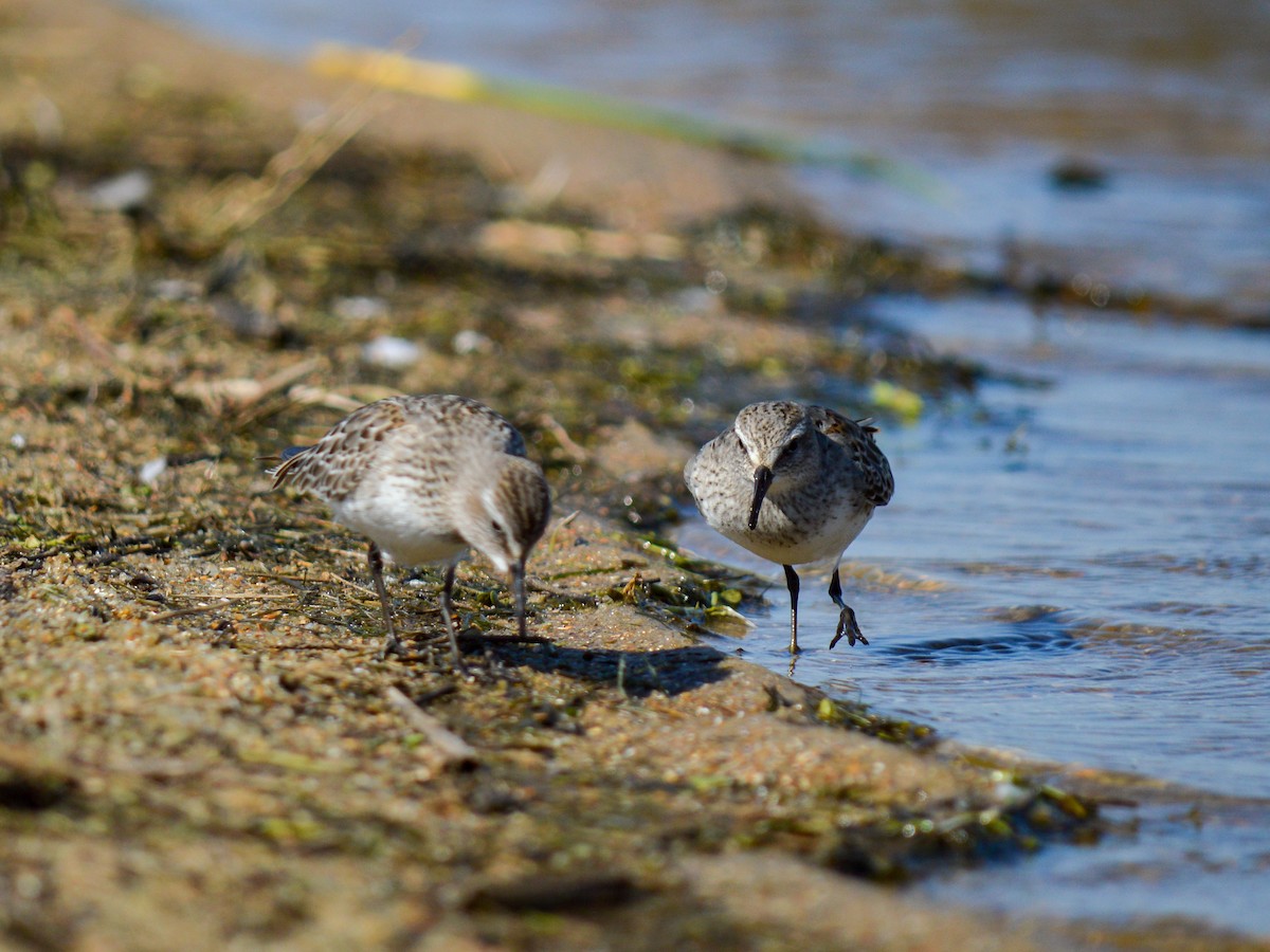 White-rumped Sandpiper - ML513350081