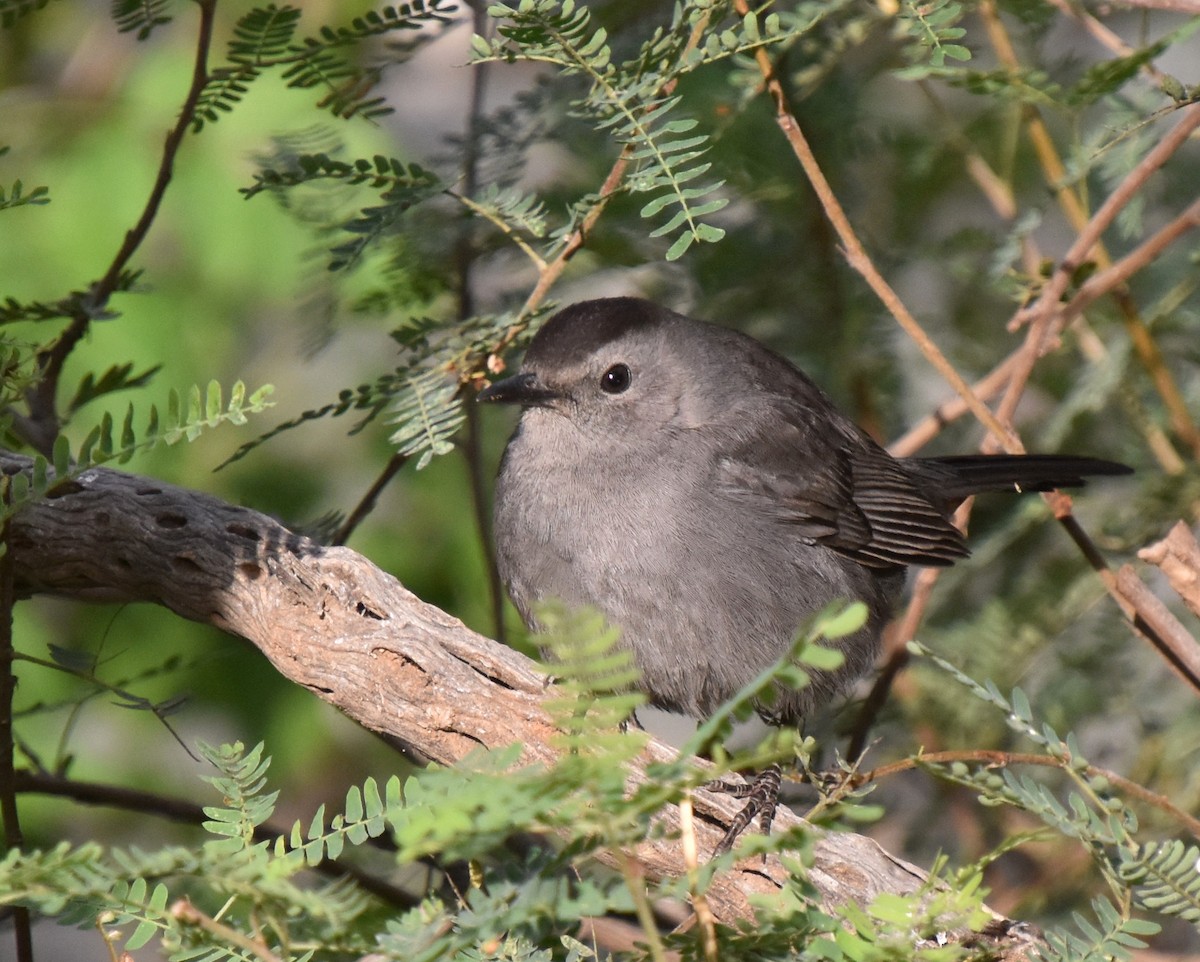 Gray Catbird - valerie boman