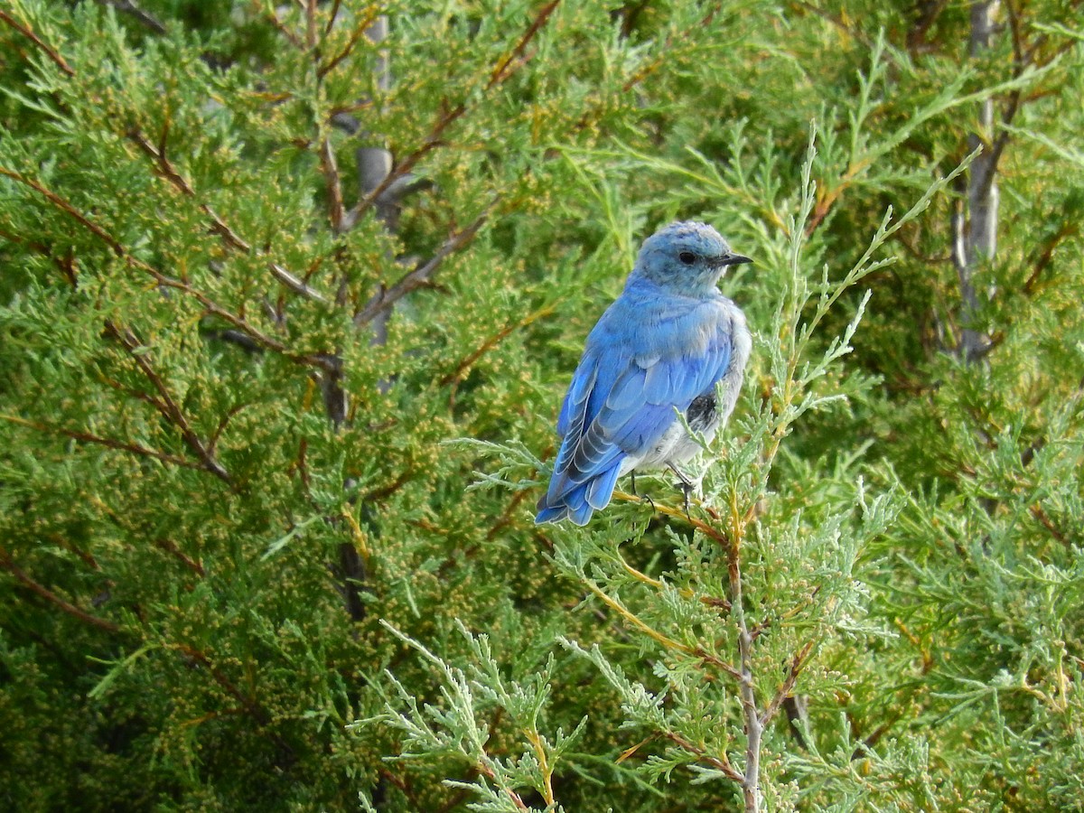 Mountain Bluebird - ML513351321