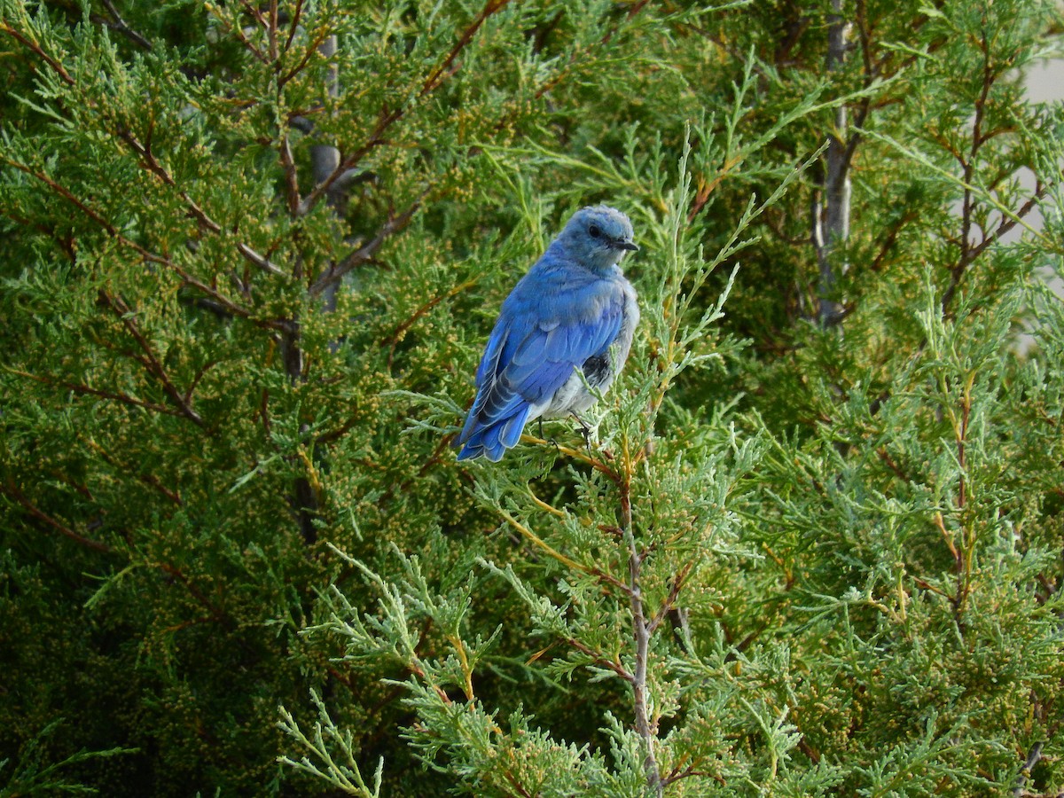 Mountain Bluebird - ML513351331