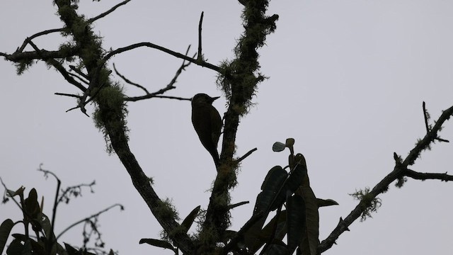 Smoky-brown Woodpecker - ML513353221