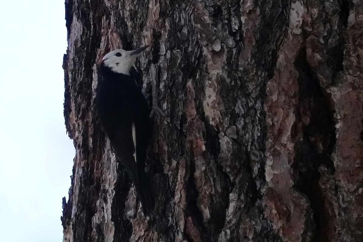 White-headed Woodpecker - ML513353461