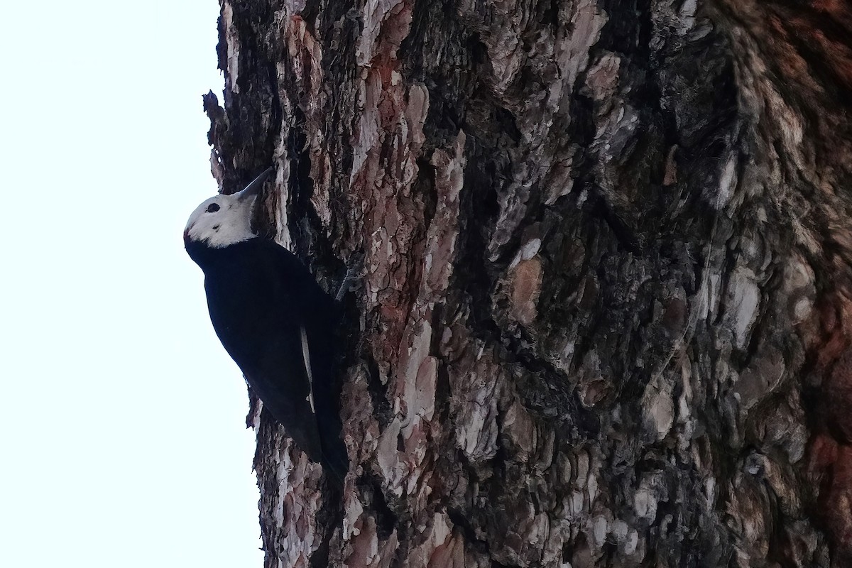 White-headed Woodpecker - ML513353471