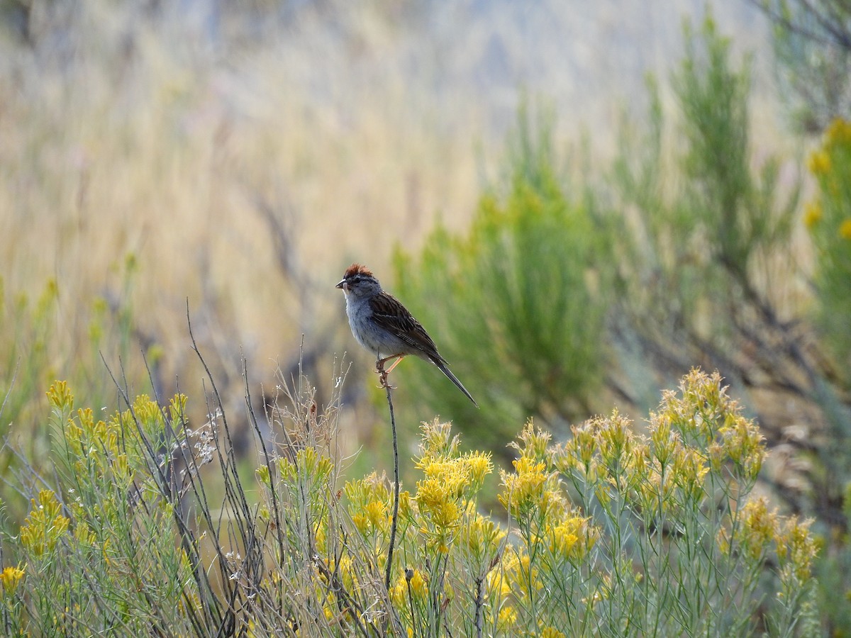 Chipping Sparrow - ML513353691