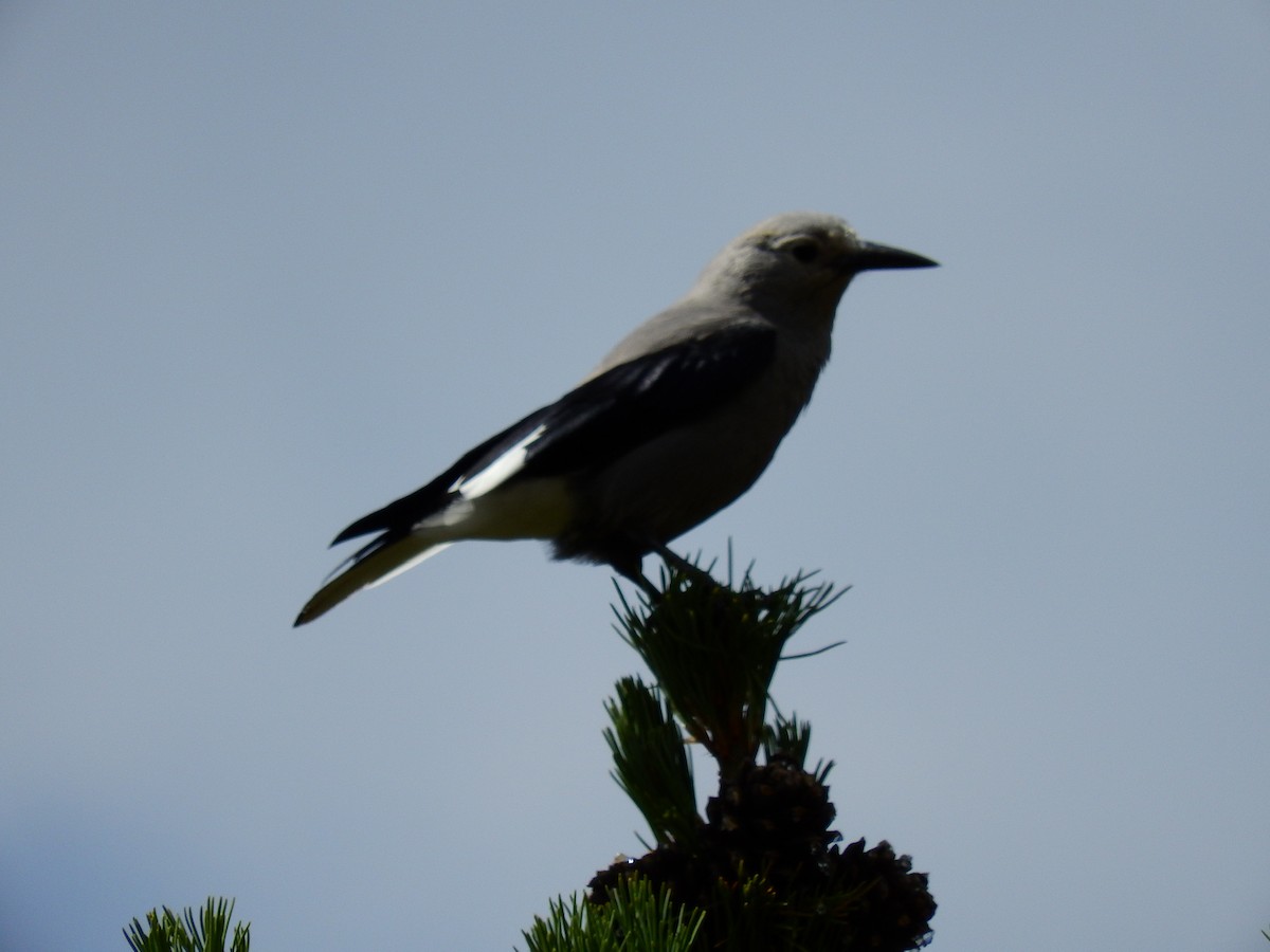 Clark's Nutcracker - ML513354551