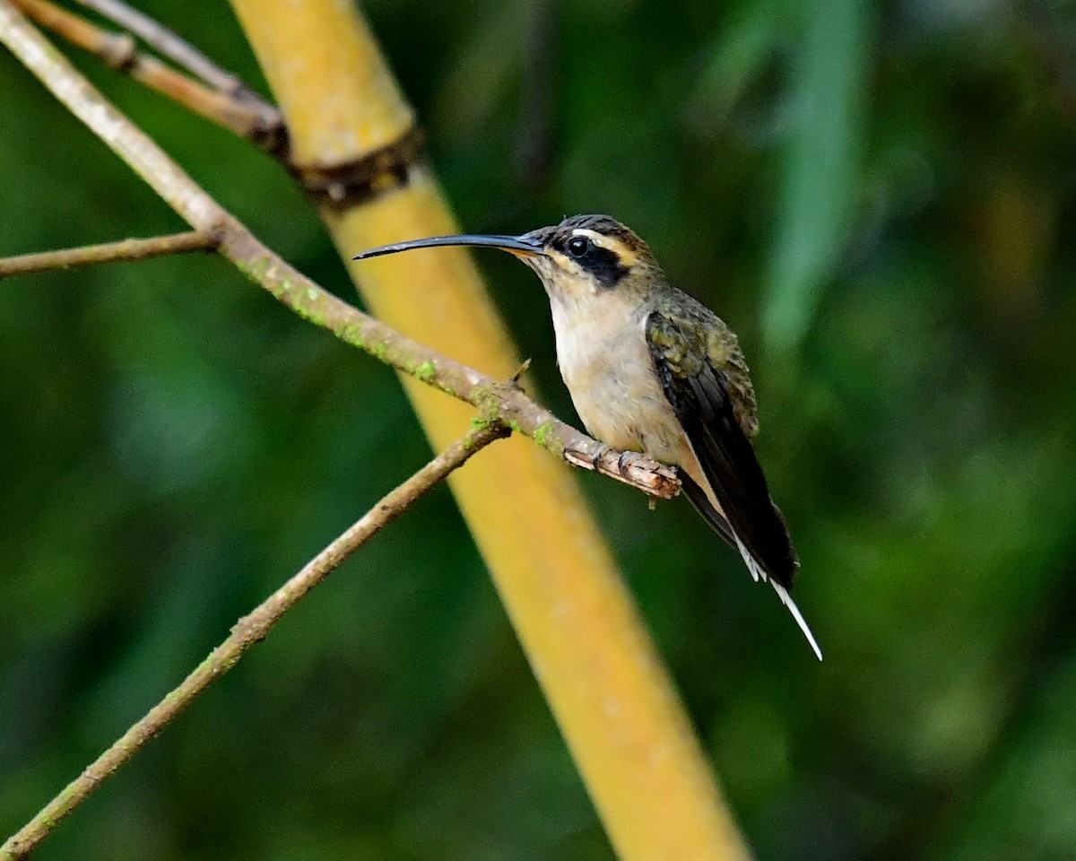 Scale-throated Hermit - ML513355691