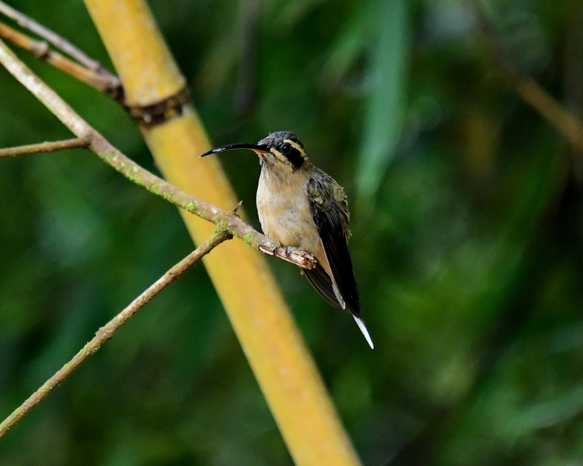 Scale-throated Hermit - ML513355701