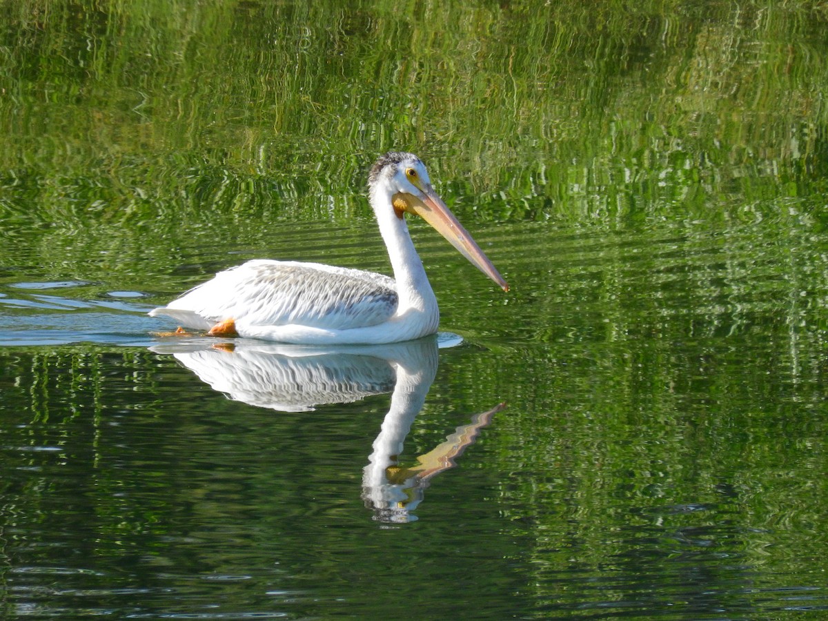 American White Pelican - ML513356461