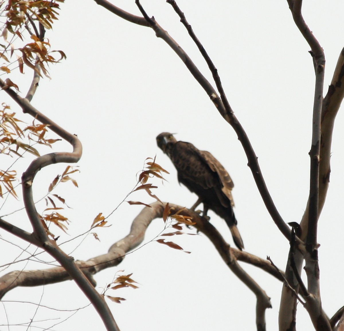 Changeable Hawk-Eagle (Crested) - ML51335731