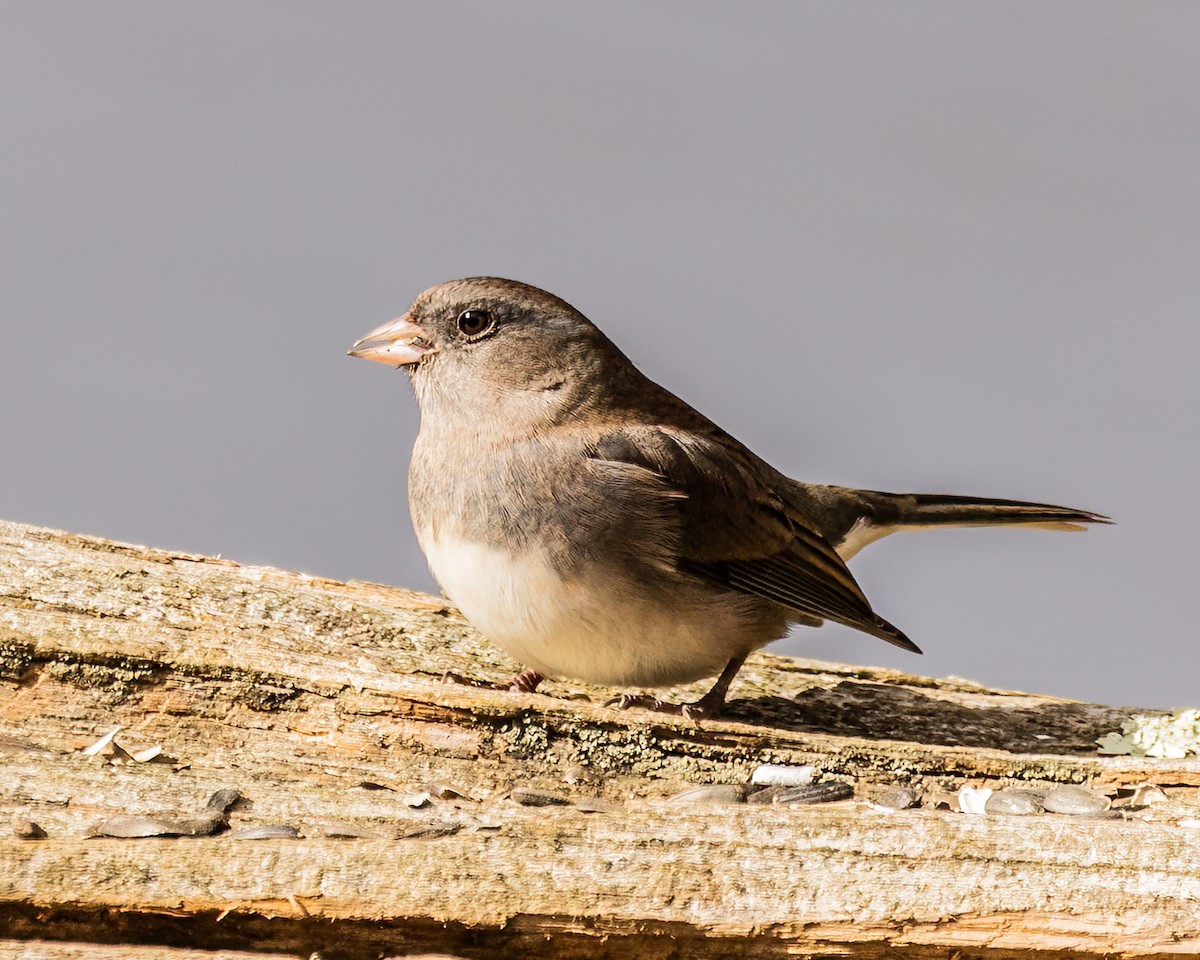 Junco ardoisé - ML513357611