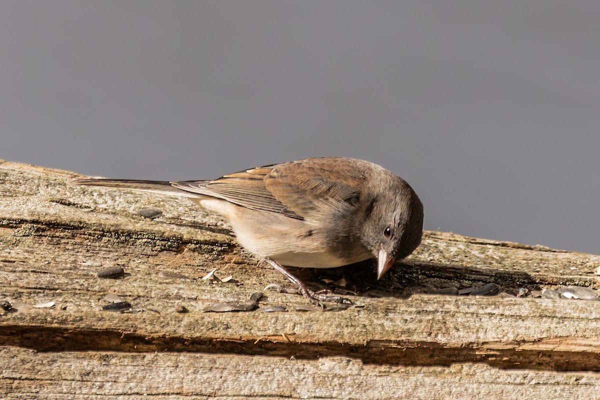 Junco ardoisé - ML513357621