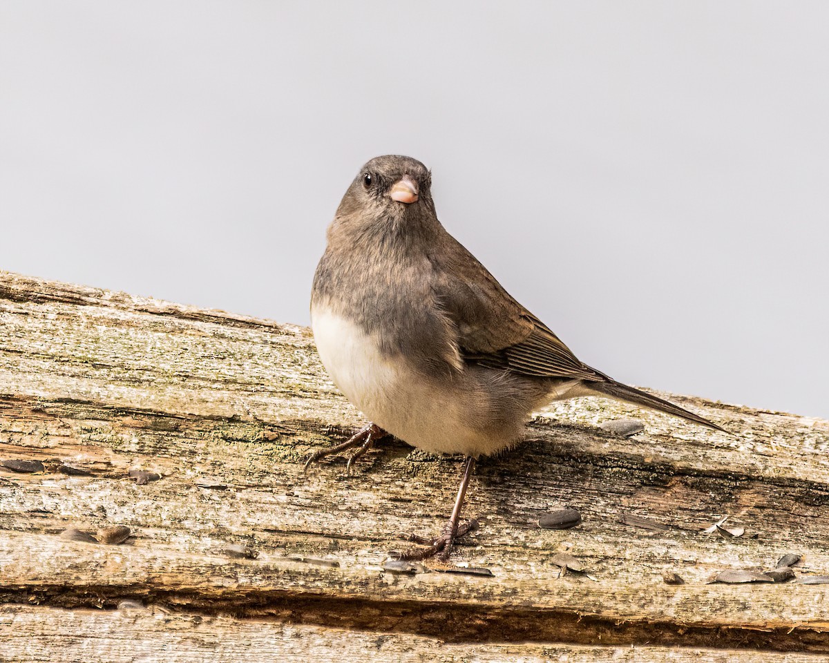 Junco ardoisé - ML513357631