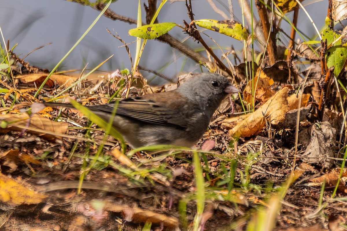 Junco ardoisé - ML513357641