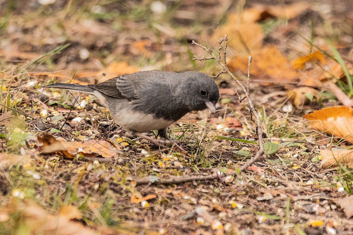 Junco ardoisé - ML513357651