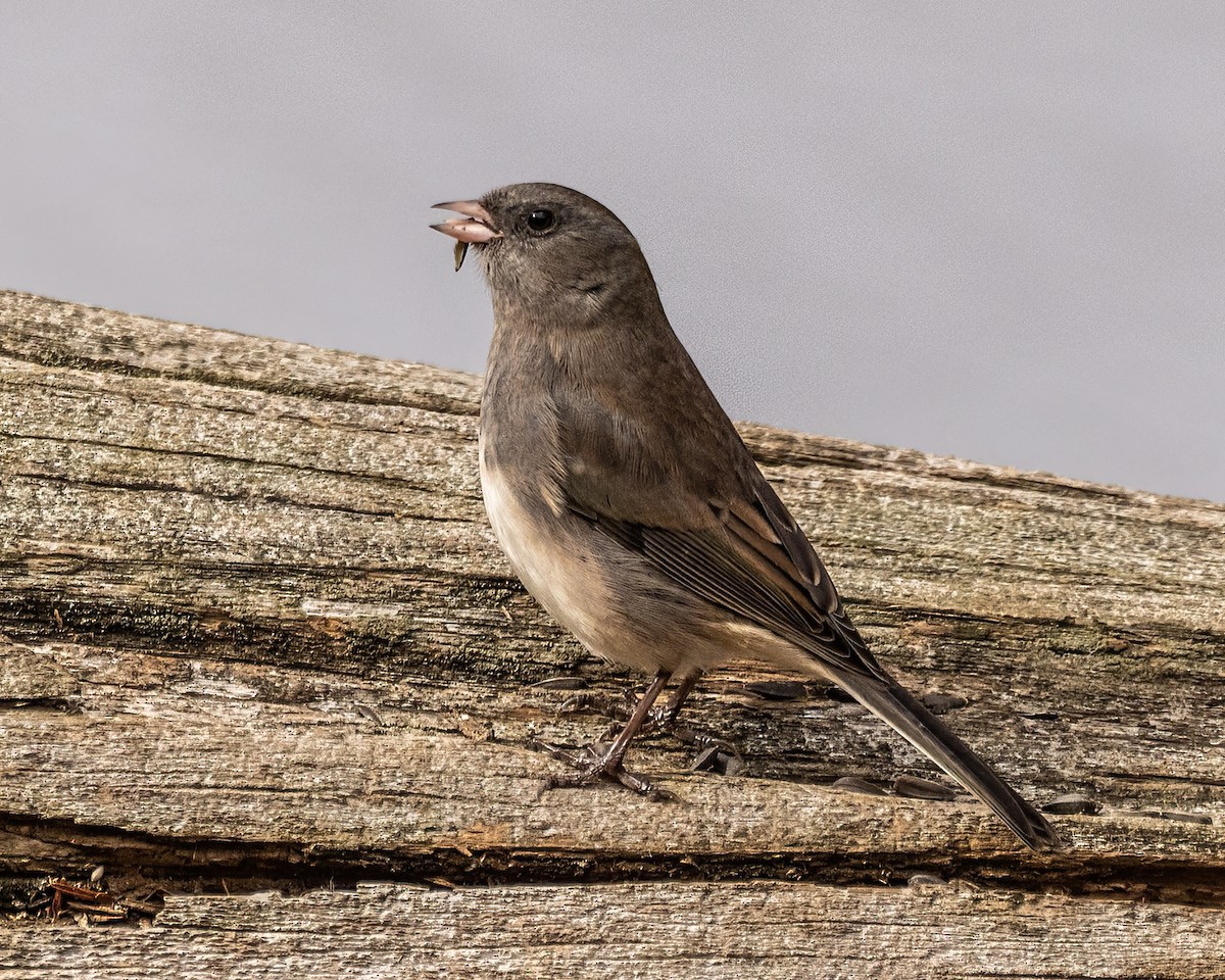 Junco ardoisé - ML513357661