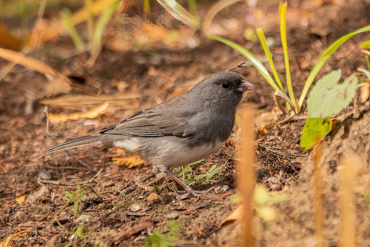 Junco ardoisé - ML513357671