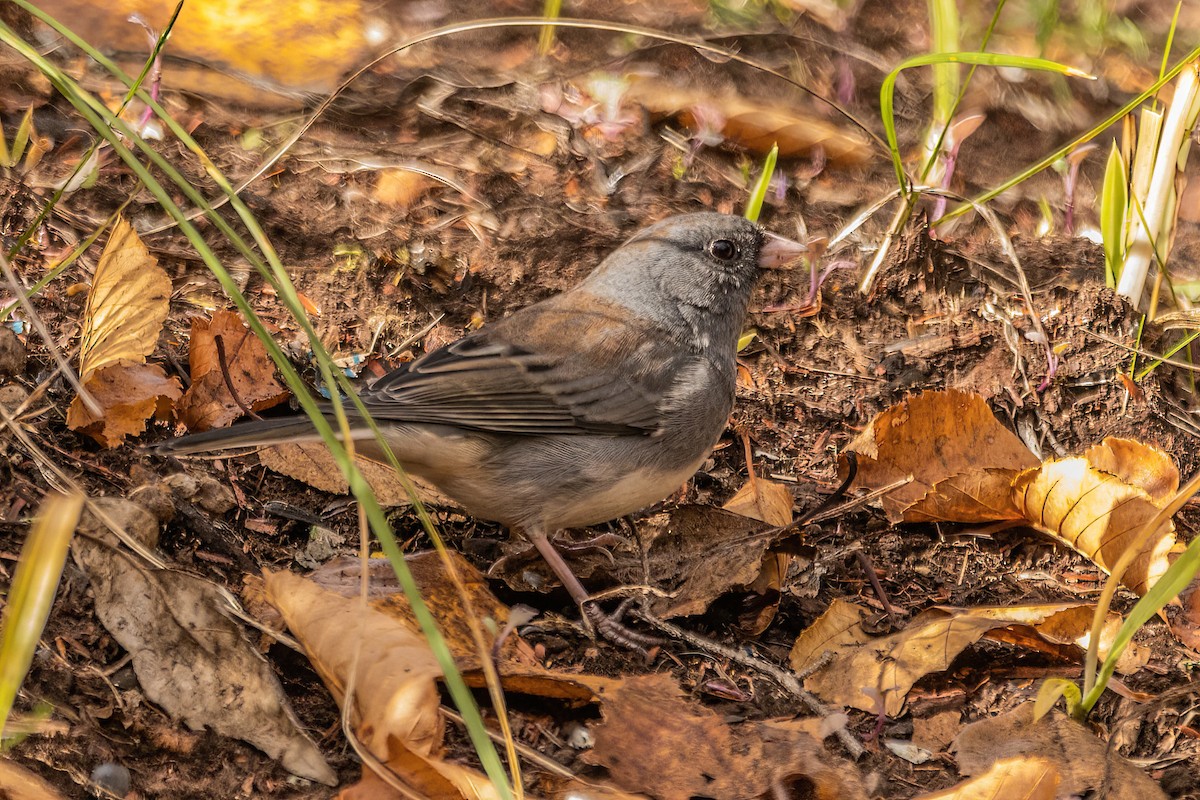 Junco ardoisé - ML513357681