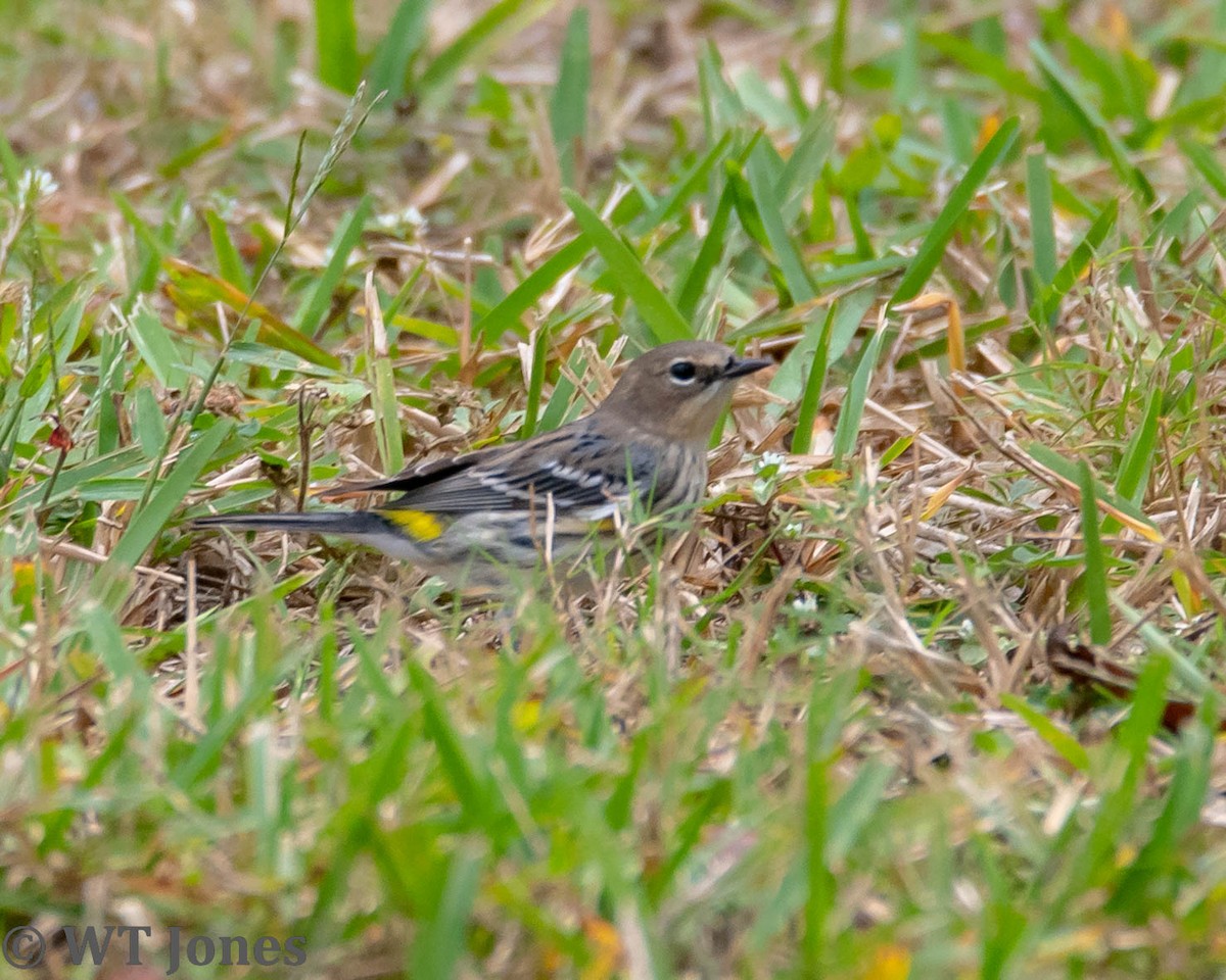 Yellow-rumped Warbler - Wally Jones