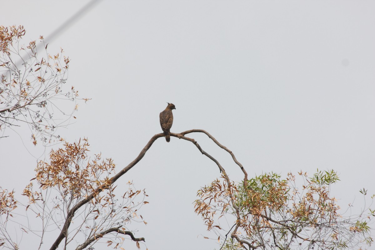 Changeable Hawk-Eagle (Crested) - ML51335821
