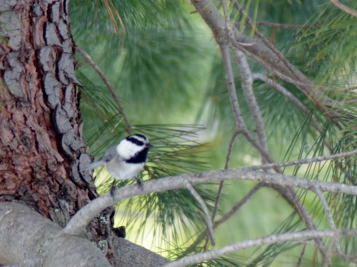 Mountain Chickadee - ML51335961