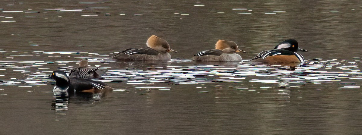 Hooded Merganser - ML513359631