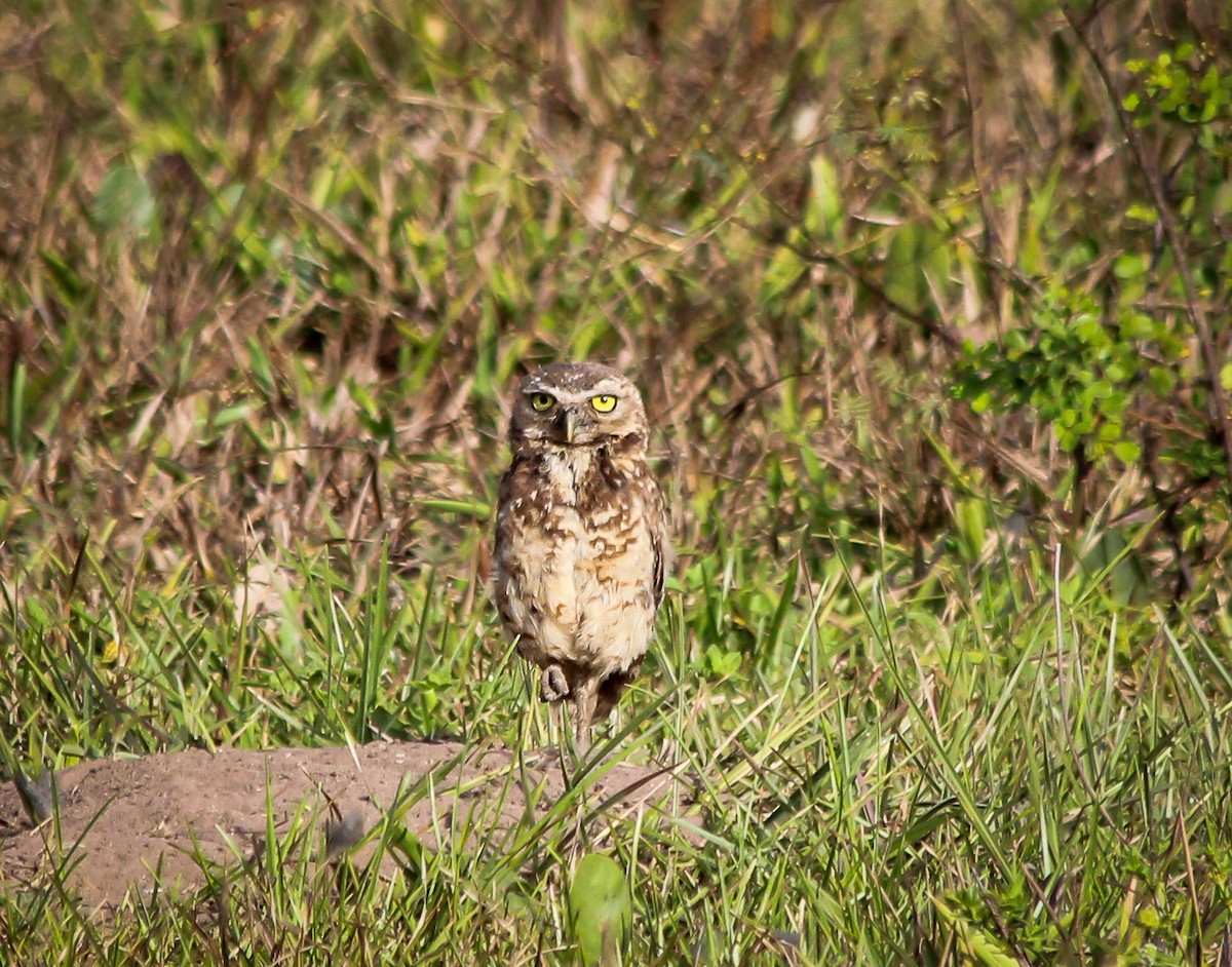 Burrowing Owl - ML513360071