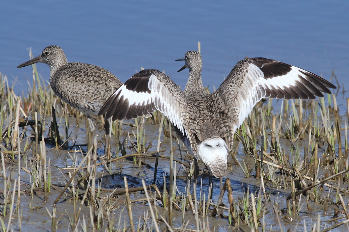 Willet (Eastern) - Margaret Viens