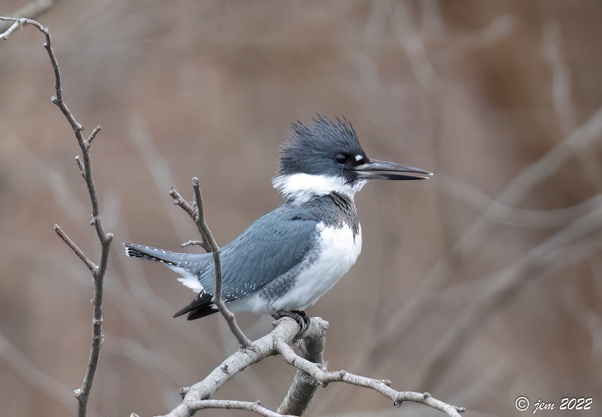 Belted Kingfisher - ML513361961