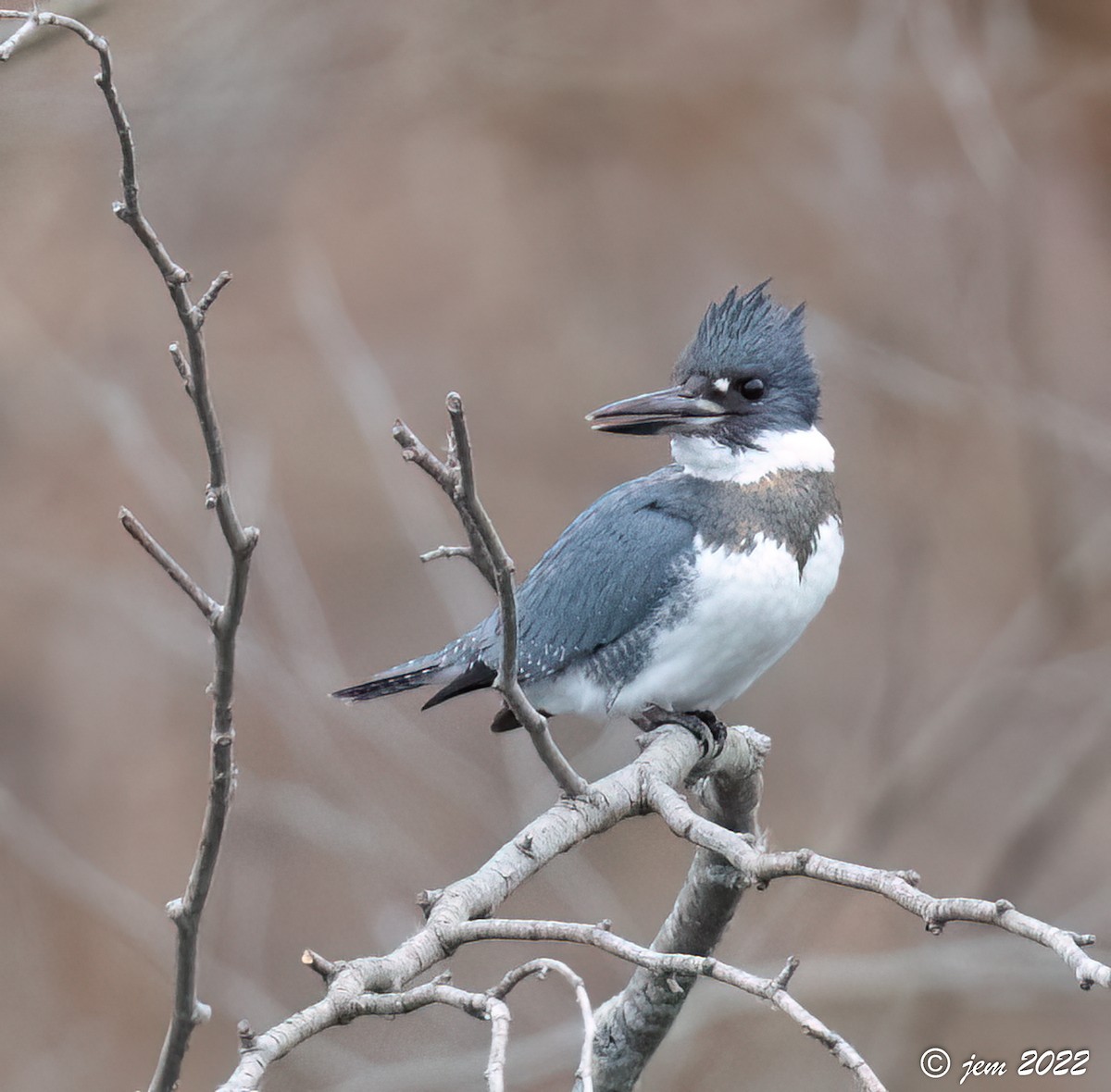 Belted Kingfisher - ML513361971