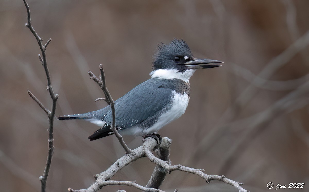 Belted Kingfisher - ML513361981