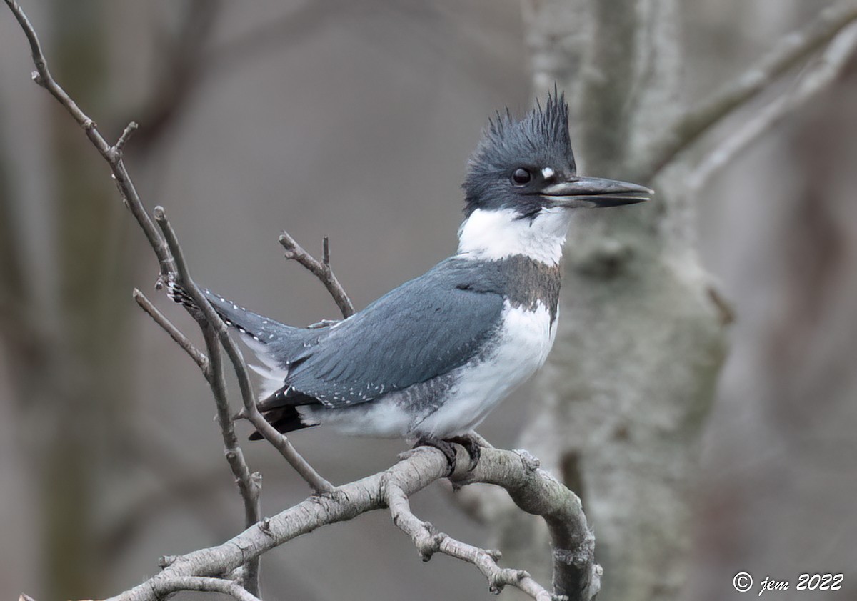 Belted Kingfisher - ML513361991