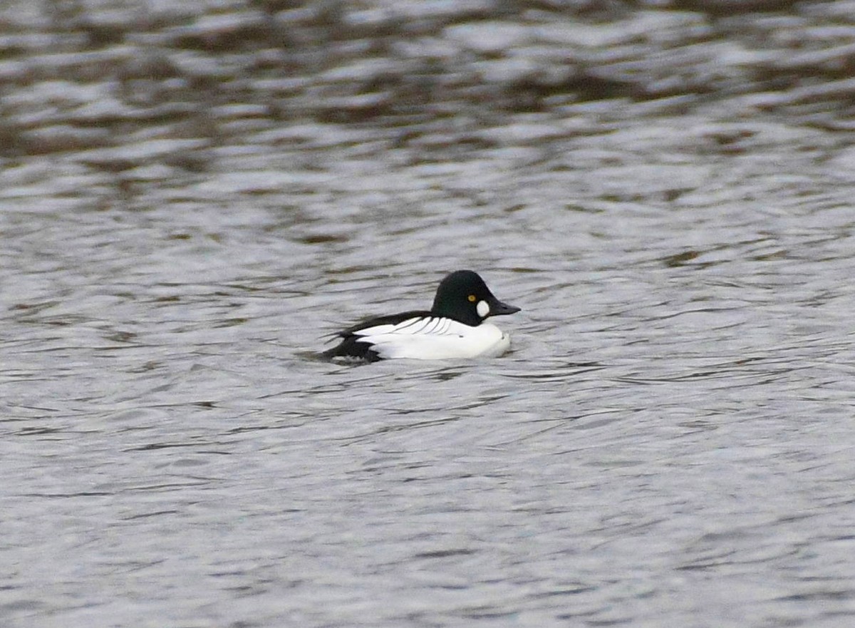 Common Goldeneye - ML513363081