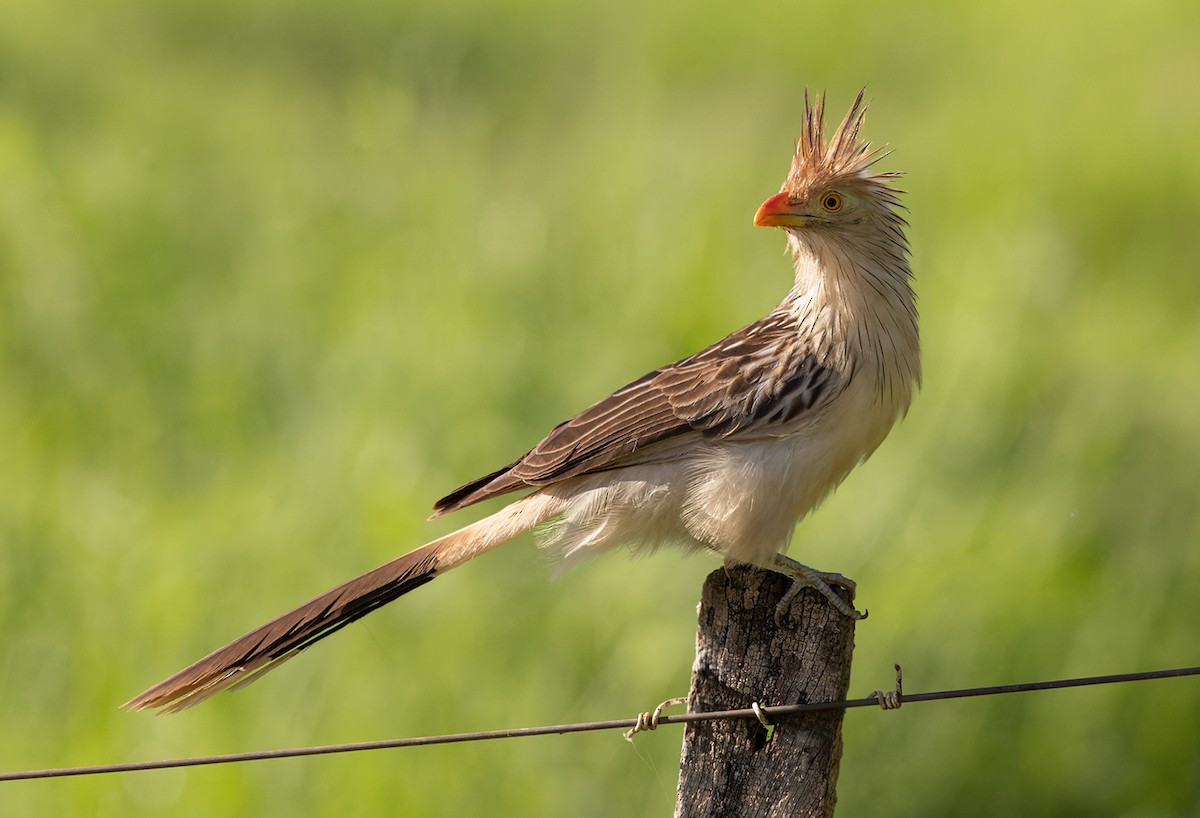 Guira Cuckoo - ML513365591