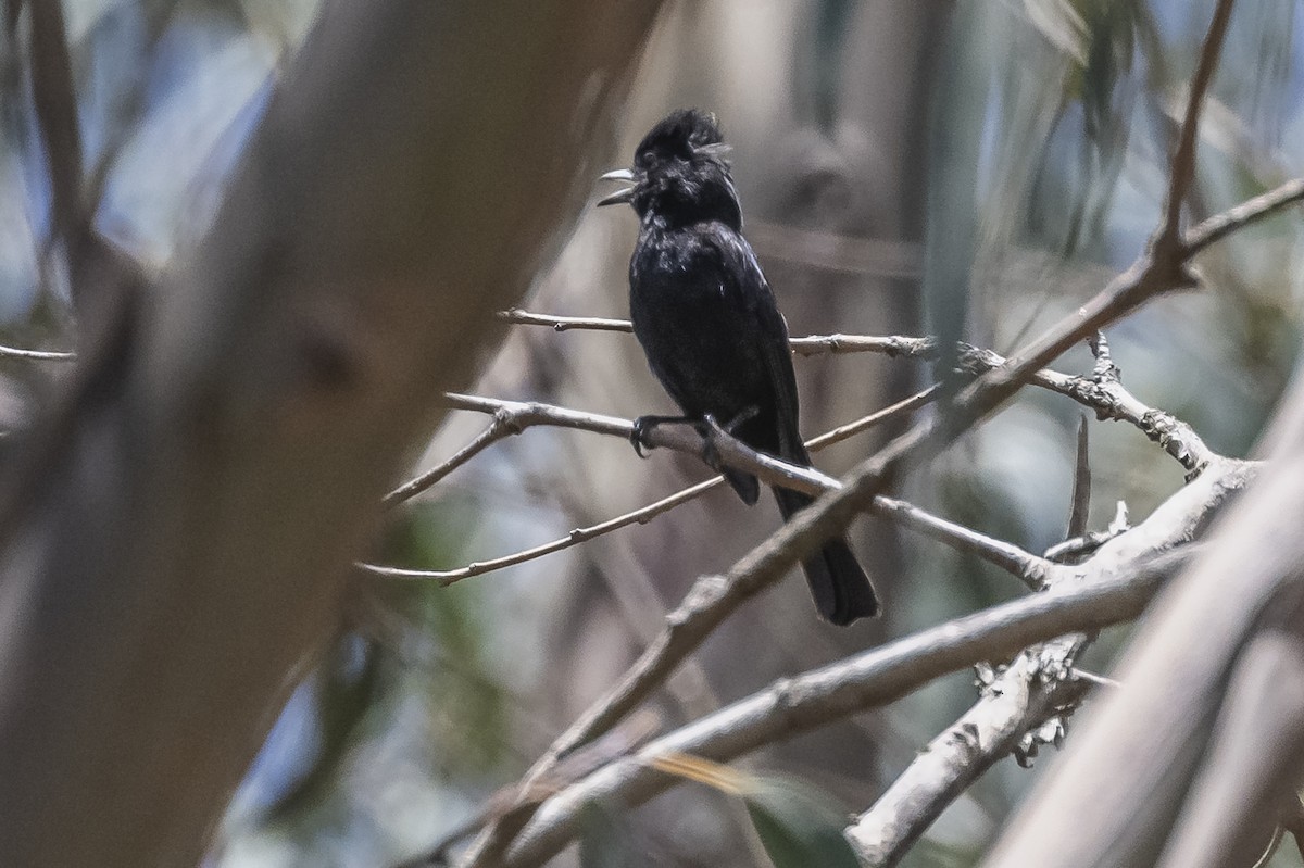 White-winged Black-Tyrant (White-winged) - ML513366731