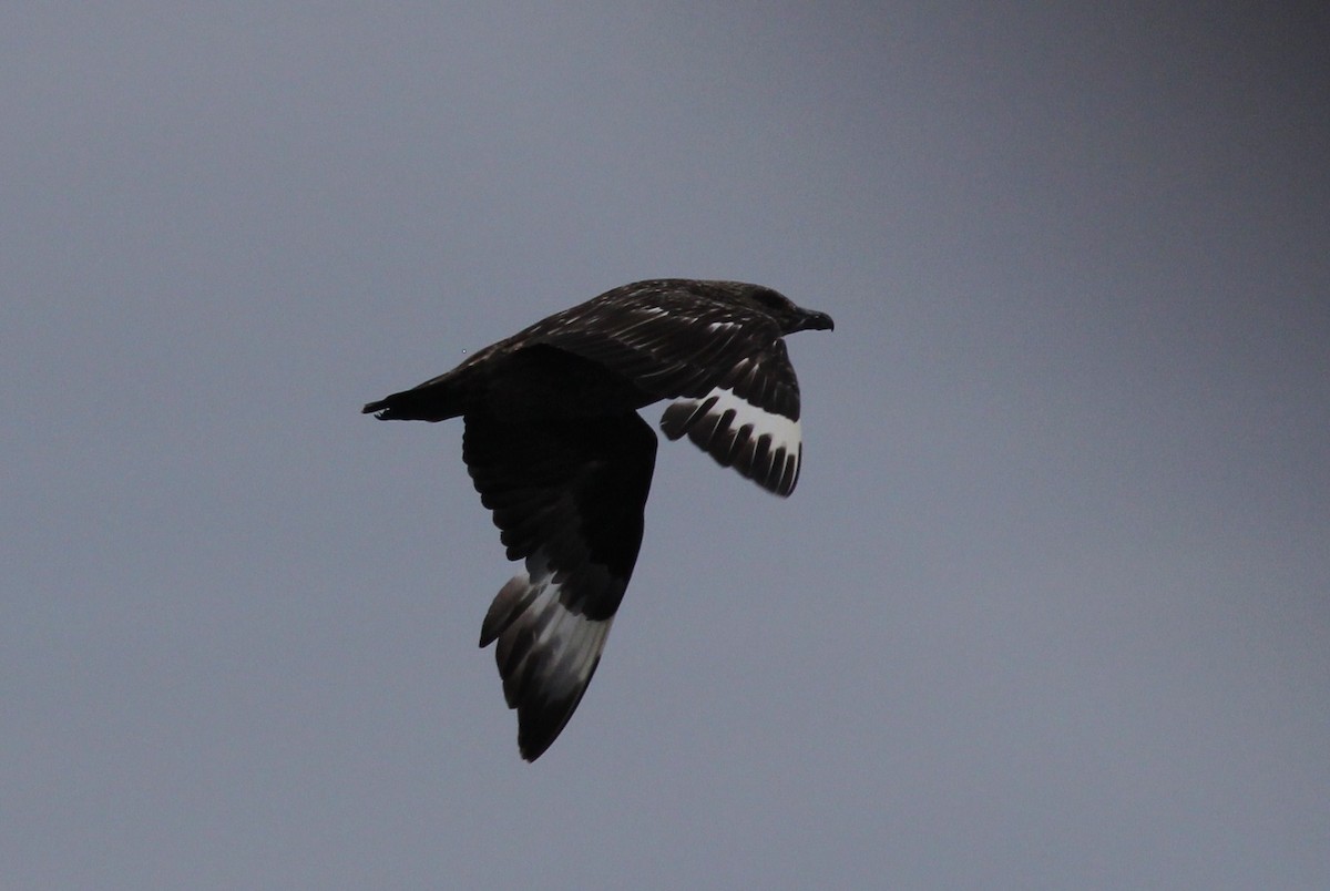 Great Skua - Margaret Viens