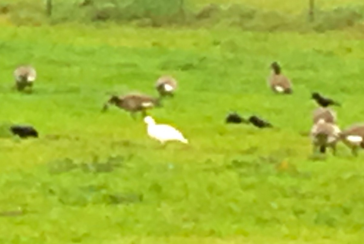 Ross's Goose - ML51336721