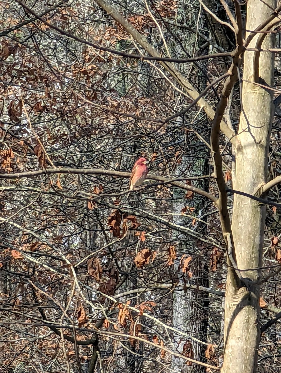 Purple Finch - ML513367261