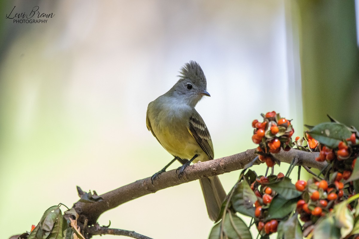 Yellow-bellied Elaenia - ML513368151