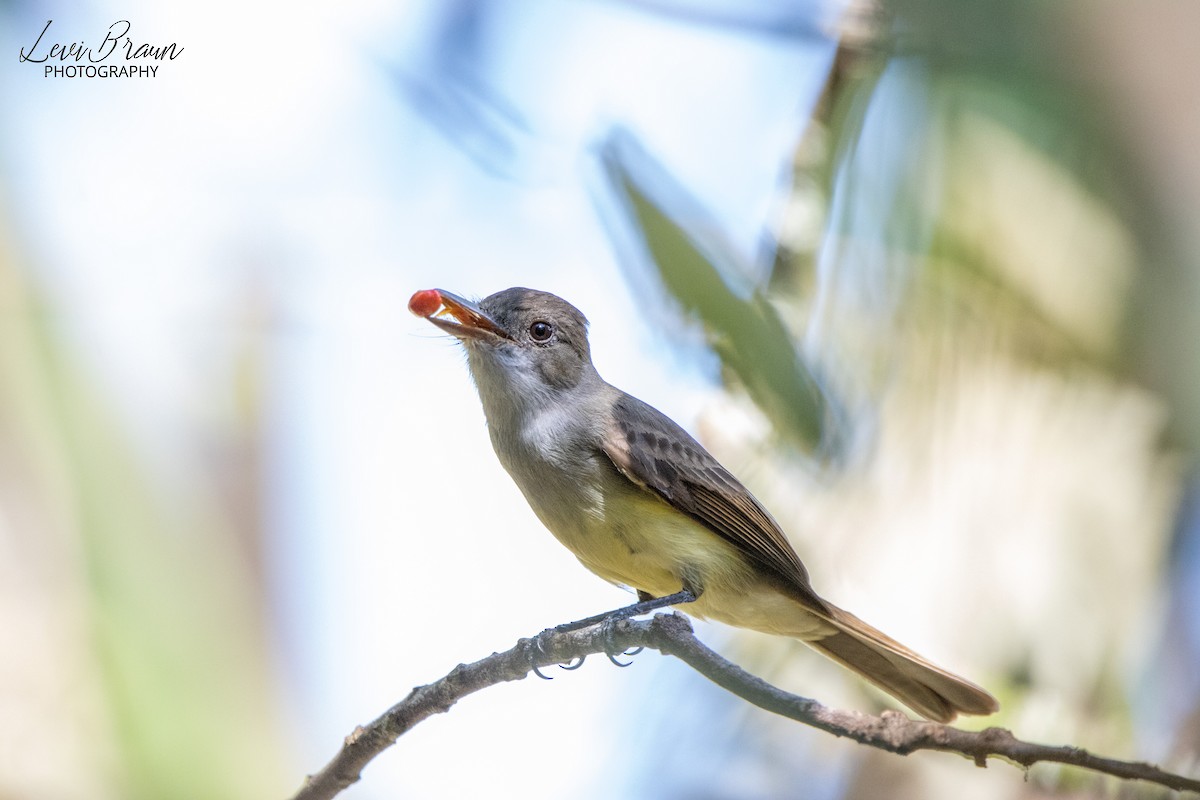 Yellow-bellied Elaenia - ML513368191