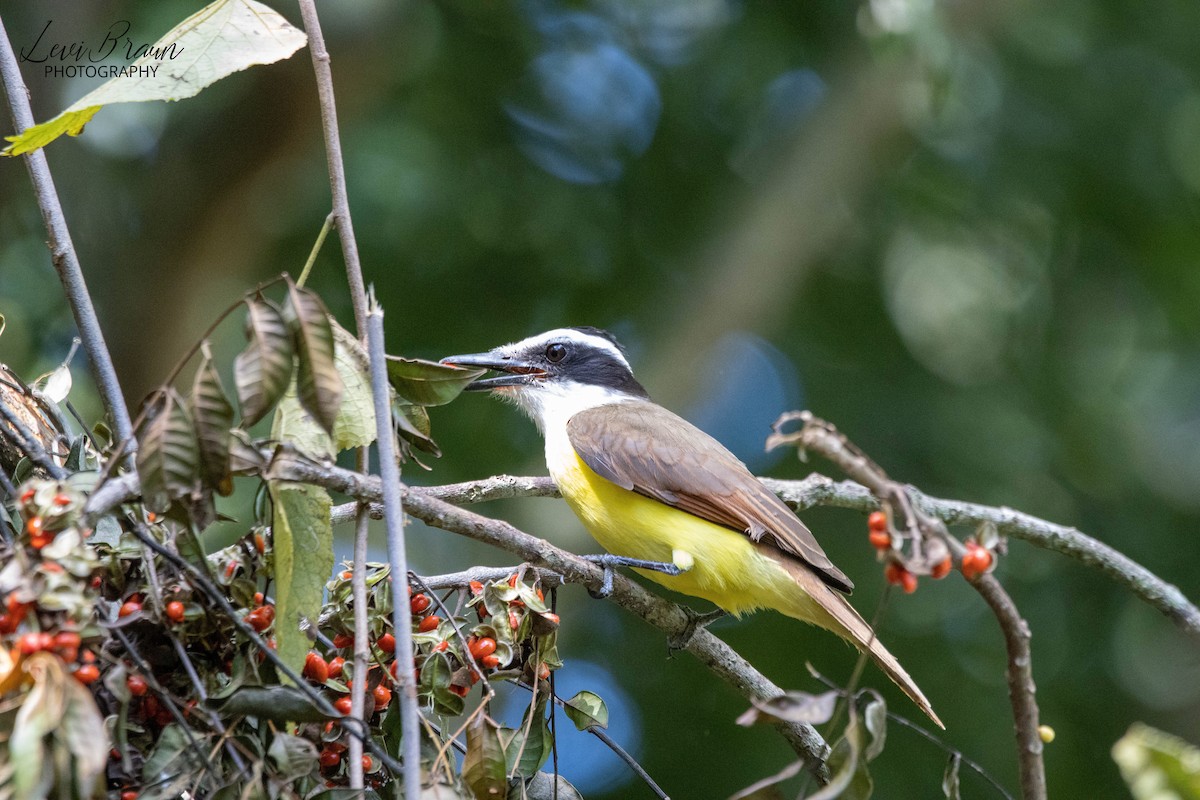 Great Kiskadee - Levi Braun