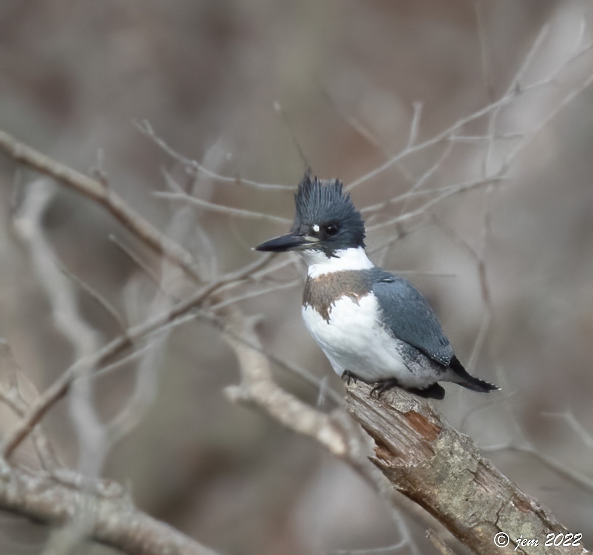Belted Kingfisher - ML513368701