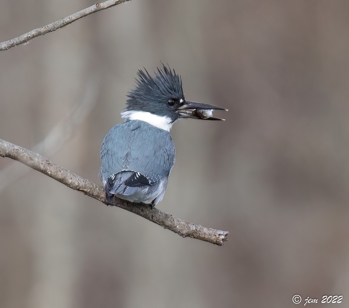 Belted Kingfisher - ML513368711