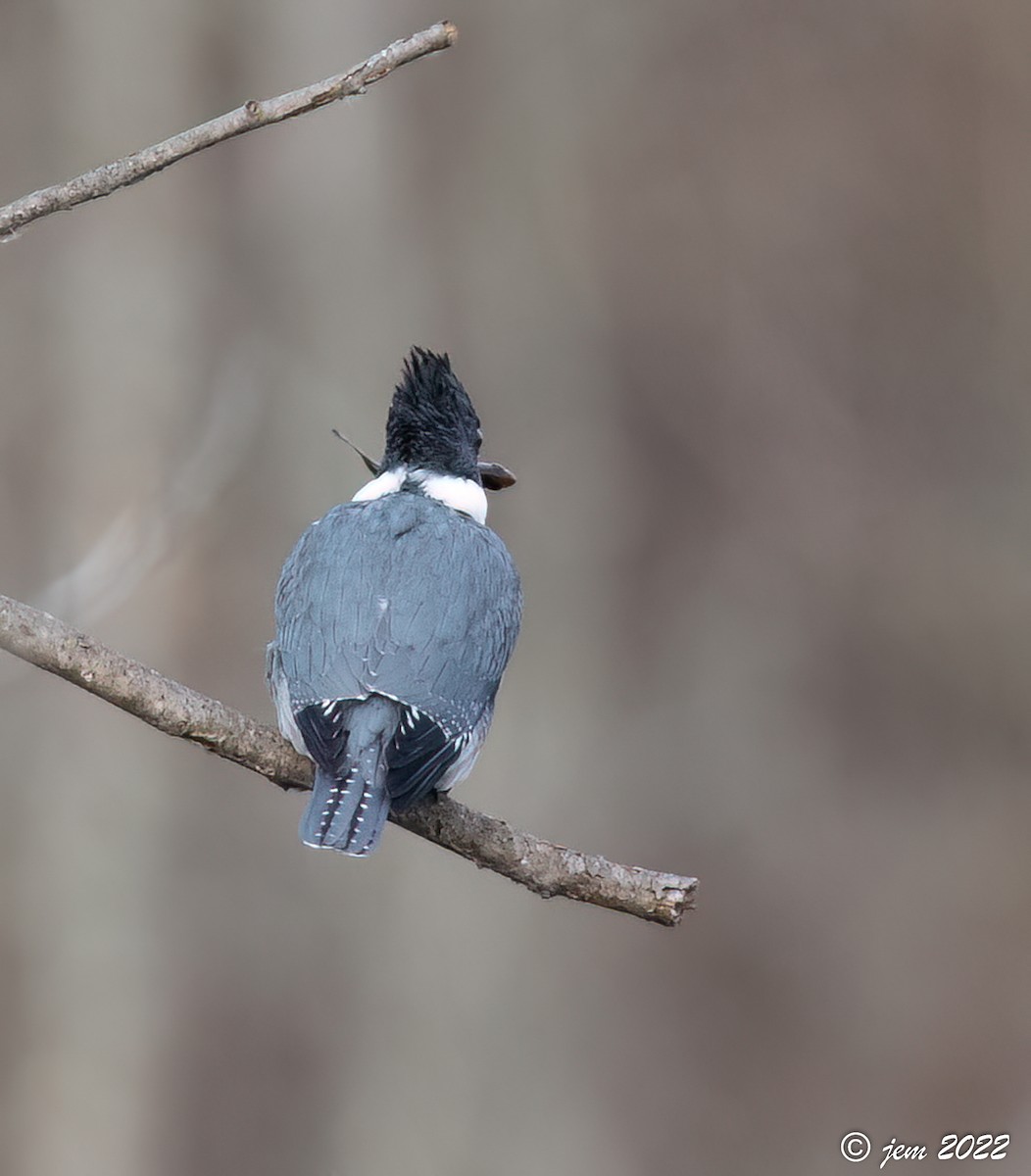 Belted Kingfisher - ML513368721