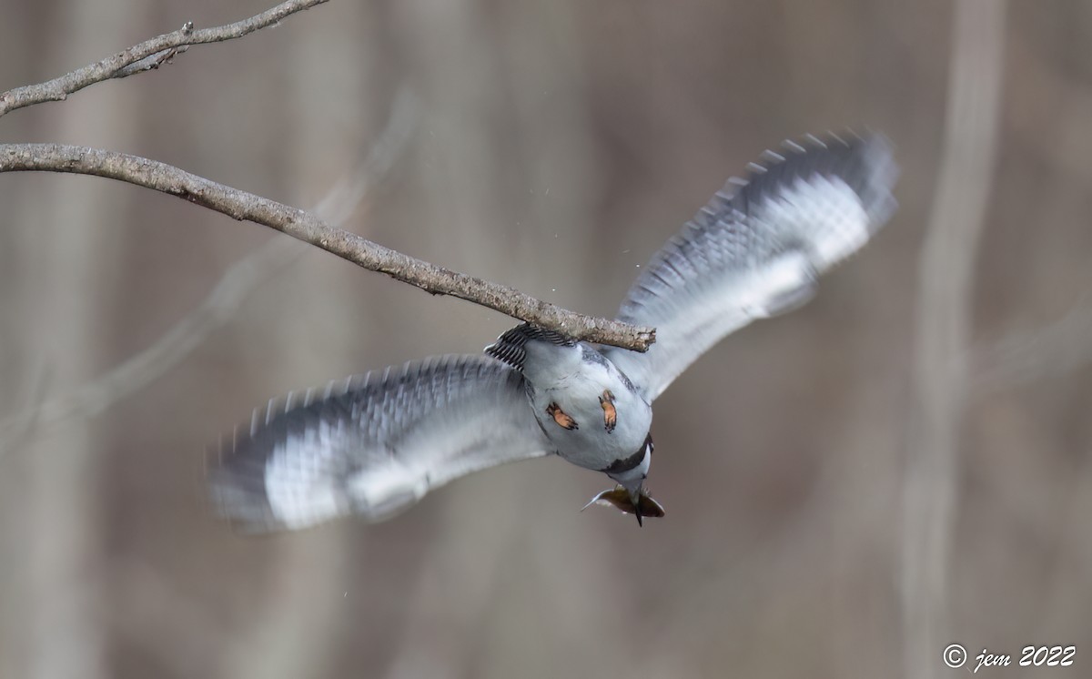 Belted Kingfisher - ML513368731