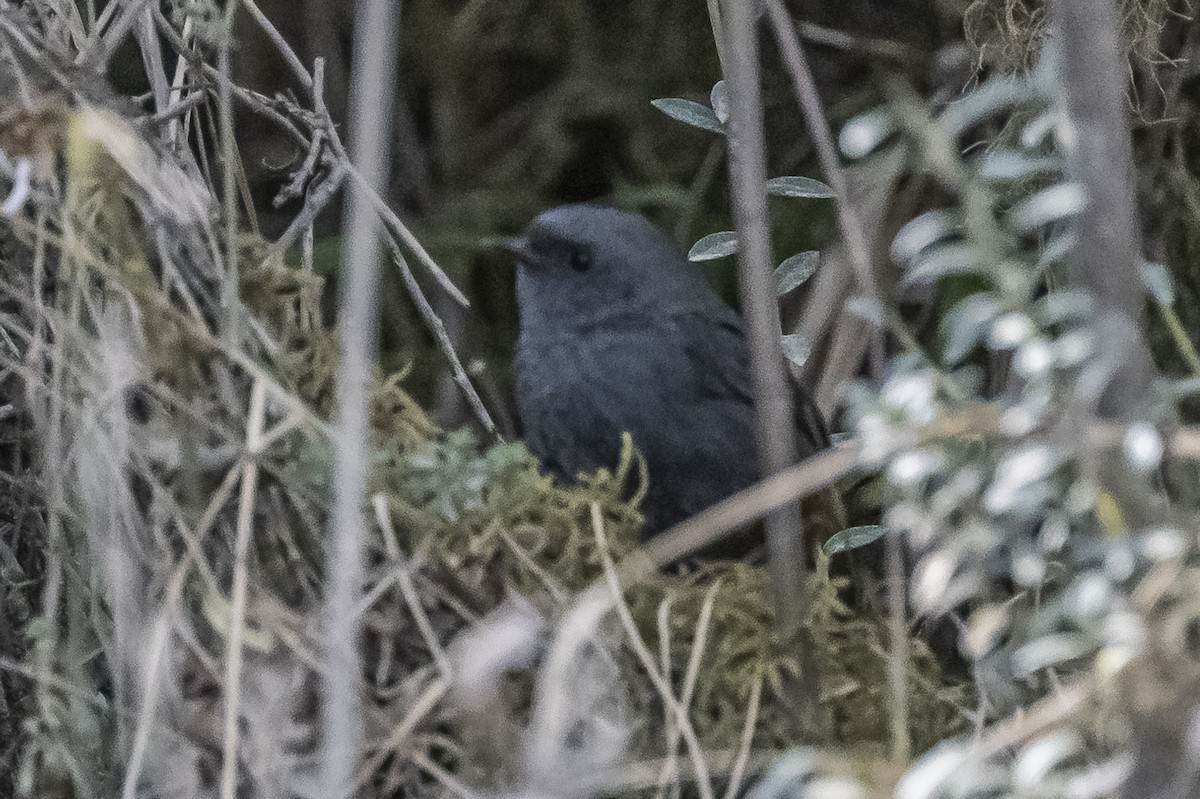 Vilcabamba Tapaculo - Amed Hernández