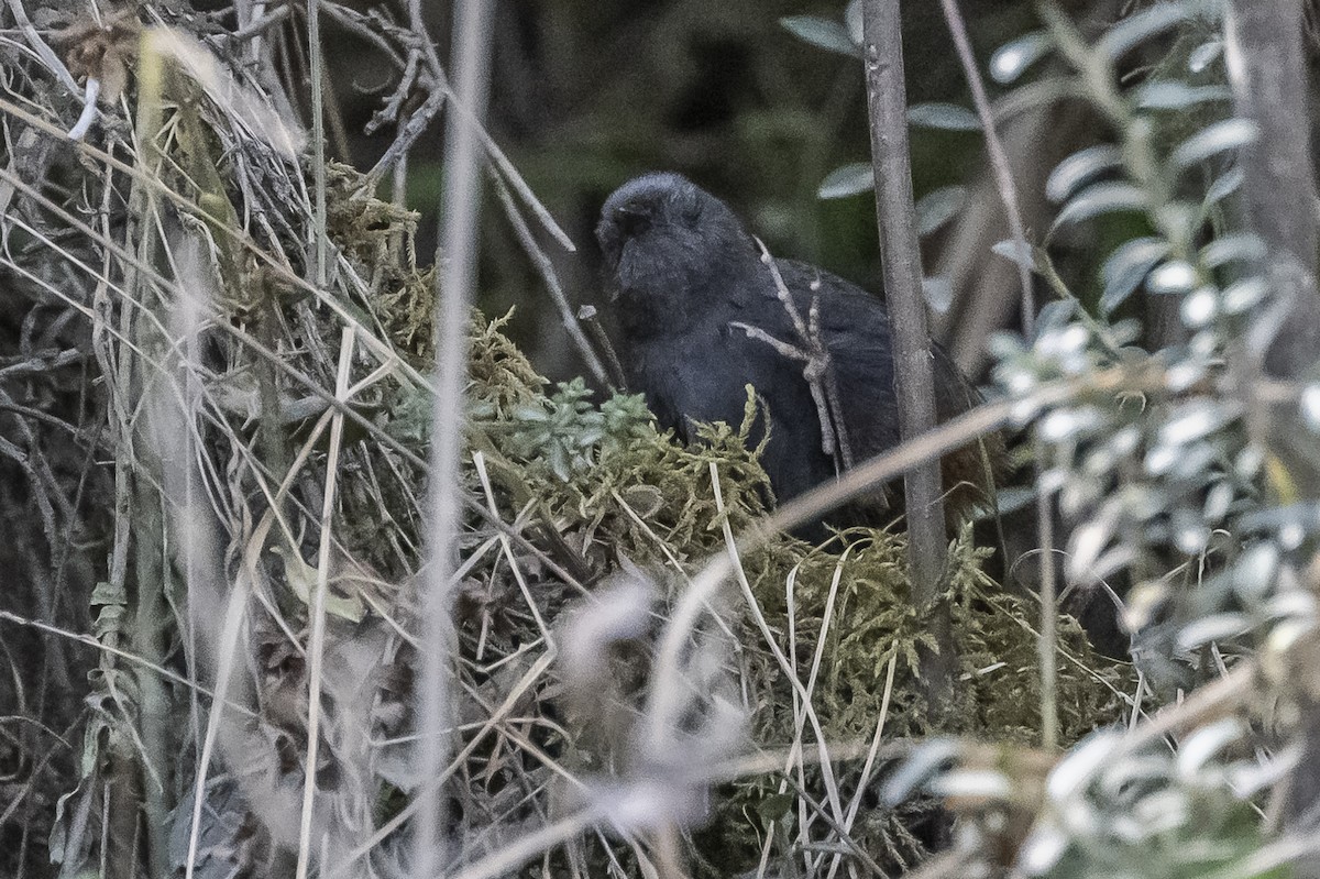 Vilcabamba Tapaculo - Amed Hernández