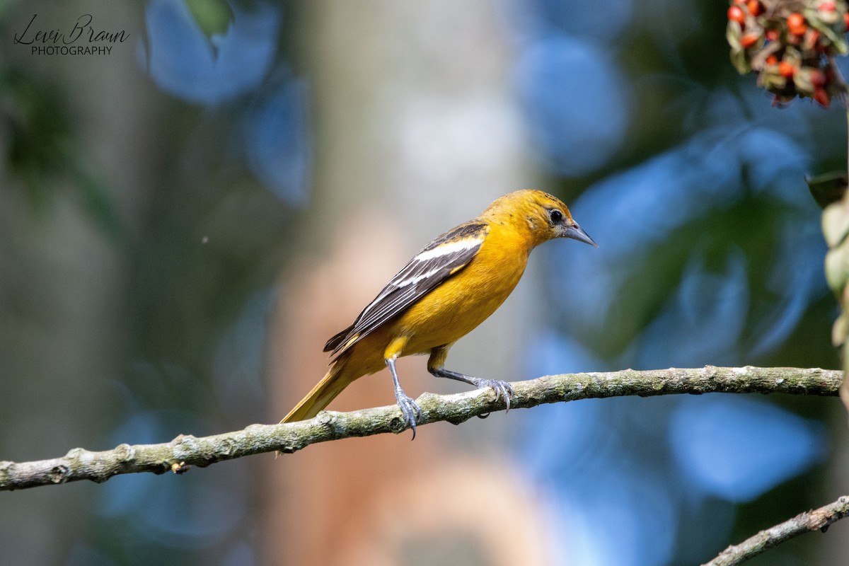 Baltimore Oriole - ML513369261