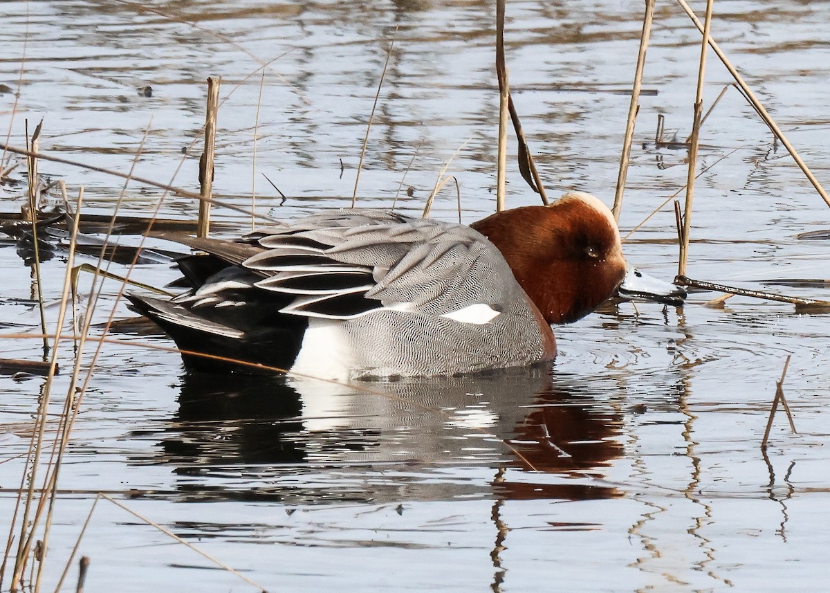 Eurasian Wigeon - Tom Younkin