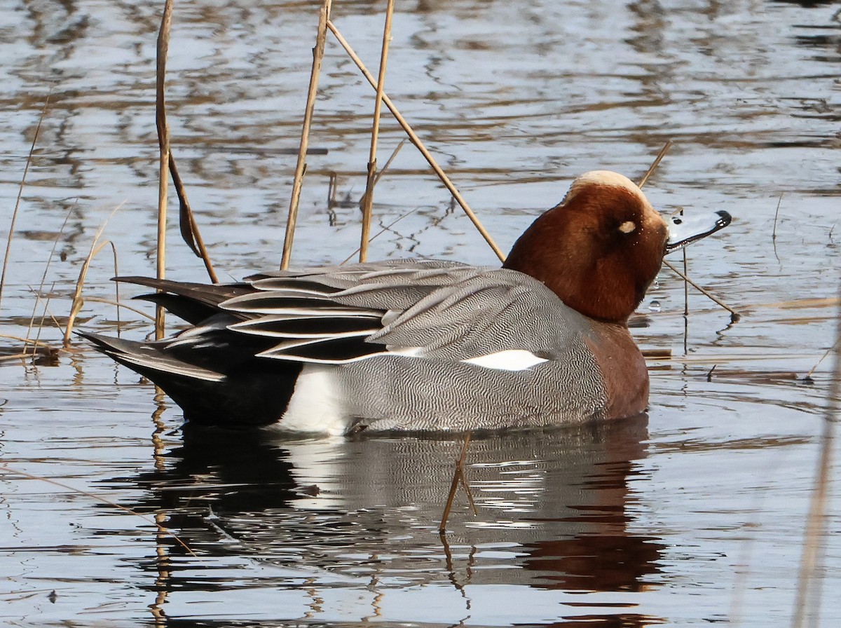 Eurasian Wigeon - Tom Younkin