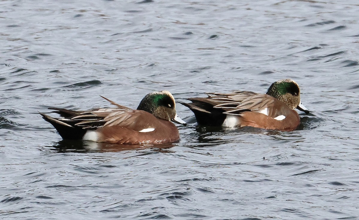 American Wigeon - Tom Younkin